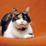 Calico cat adoption brings a loving companion into your home, showcasing a beautiful calico cat relaxing in a cozy living space.