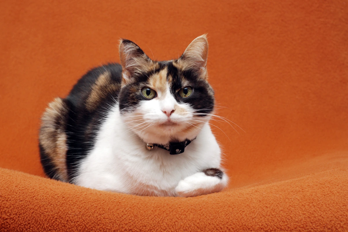 Calico cat adoption brings a loving companion into your home, showcasing a beautiful calico cat relaxing in a cozy living space.