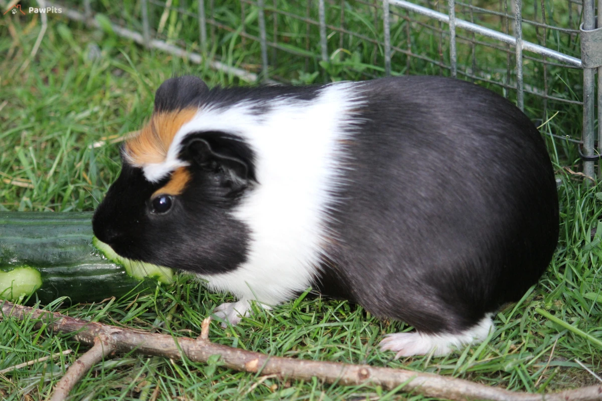 A small guinea pig next to fresh cucumber slices with a nutritional chart in the background showing vitamins and minerals.