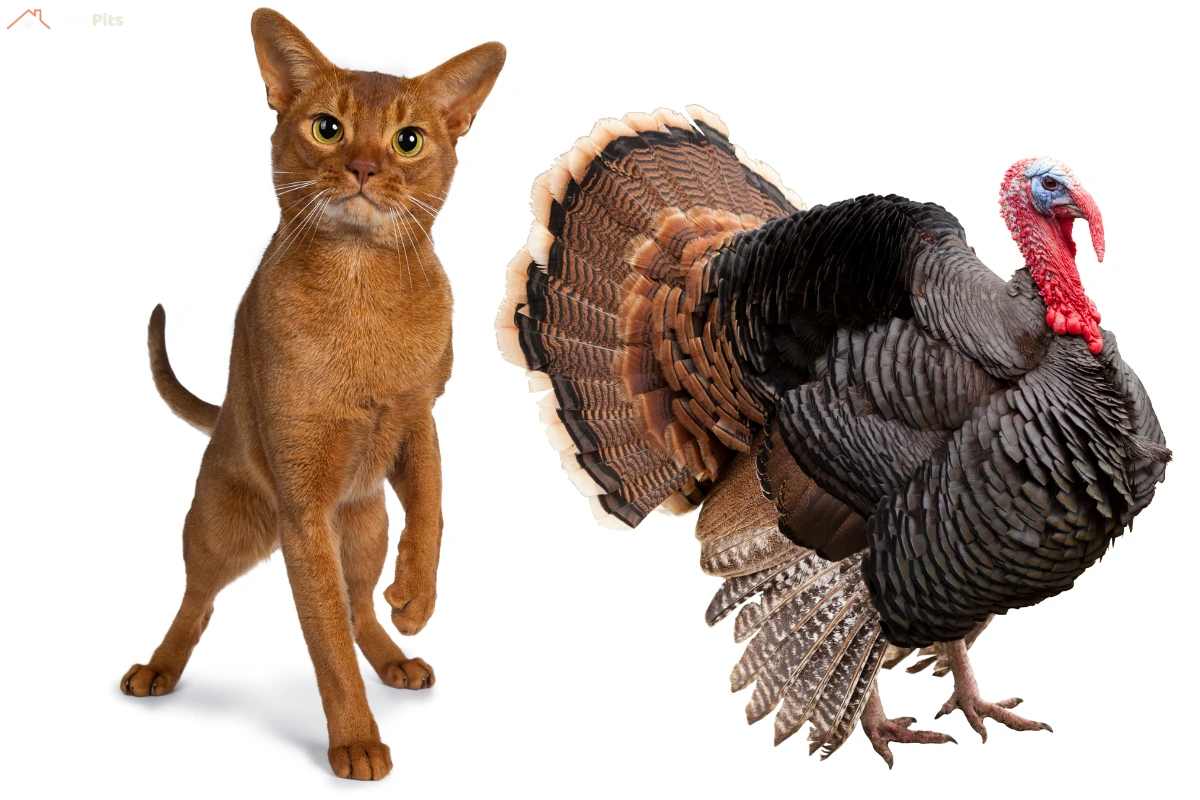 Male Cats or Turkeys: A male cat sitting on a windowsill looking outside while a male turkey struts in a grassy field.