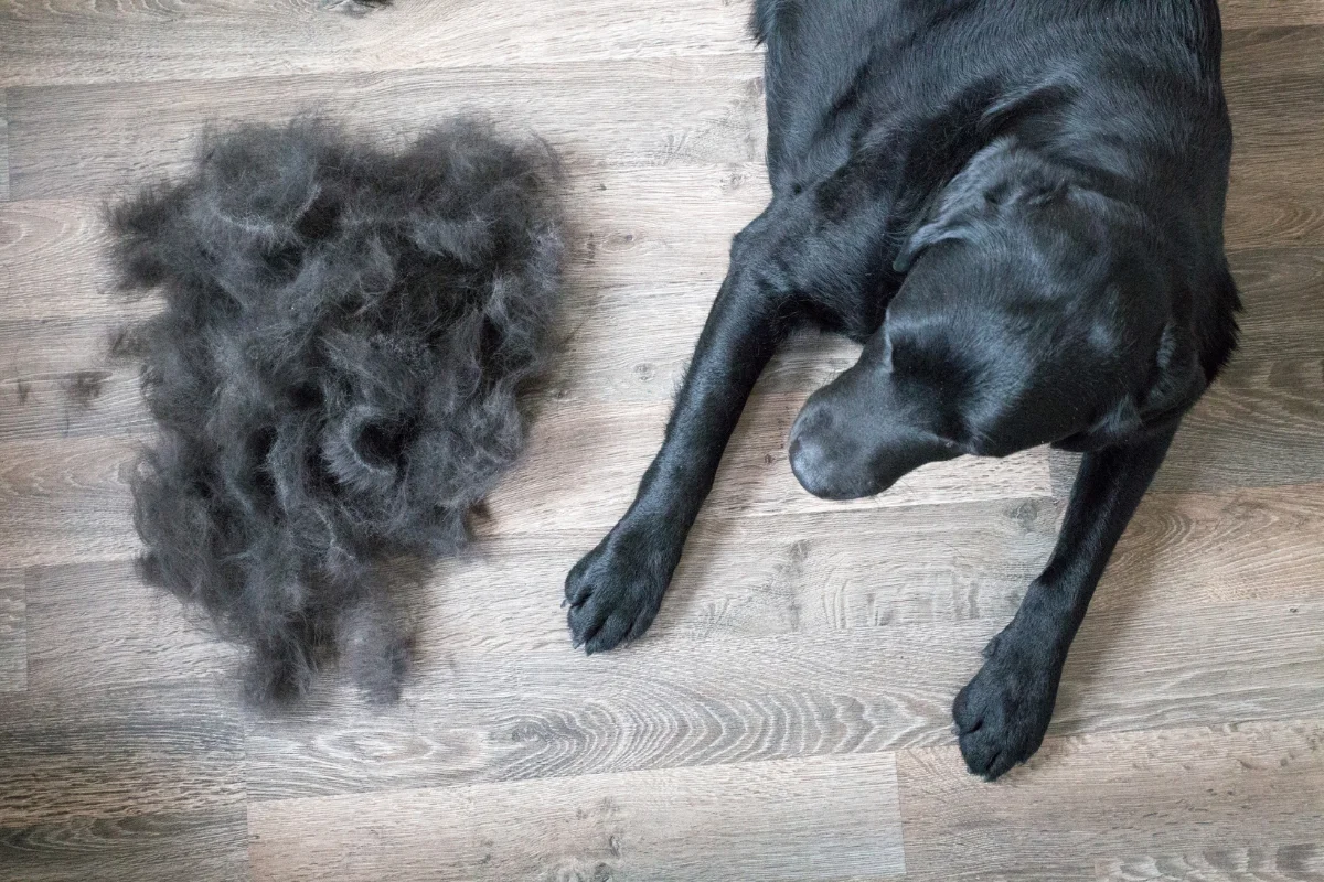 A happy dog Retriever being brushed outdoors, with loose fur collected in the brush.