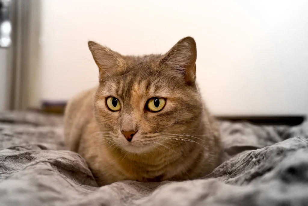 A close-up of a dilute tortoiseshell cat with soft blue-gray and cream fur, gazing curiously with green eyes.