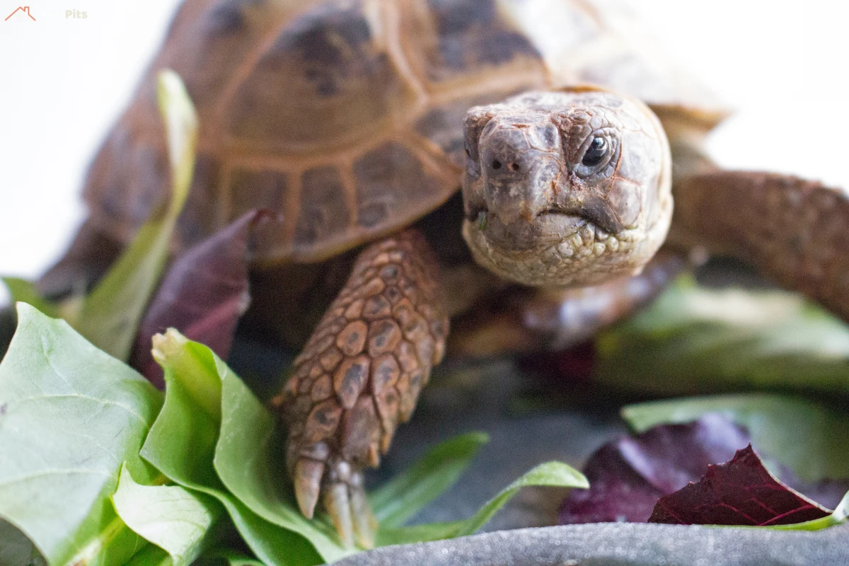 A Russian tortoise looking at a plate with unsafe foods like spinach and rhubarb, with a red warning sign.