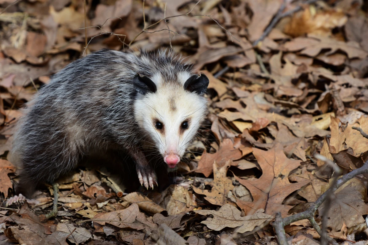 are possums dangerous to dogs: A possum standing on a wooden fence at night while a curious dog watches from below. The possum appears defensive, and the dog looks alert but hesitant