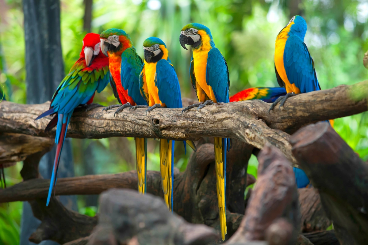 A vibrant colorful parrot with bright blue, yellow, and red feathers perched on a tree branch in a tropical setting.