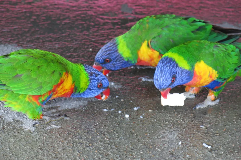 A happy parrot enjoying a bowl of fresh fruits, vegetables, and seeds on a wooden feeding tray.