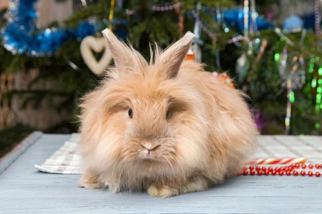 An Angora rabbit being brushed with a grooming comb to maintain its soft fur.