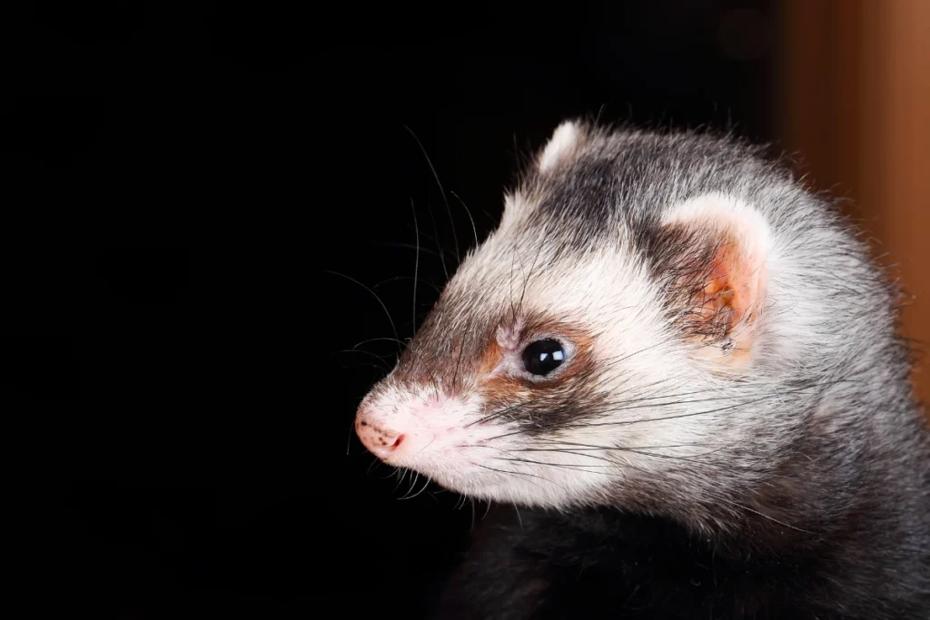 adorable ferrets showcasing the colours of ferrets, featuring a classic sable and a bright albino.