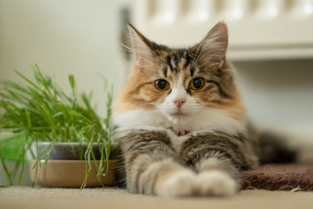 A muted calico cat lying on a plush bed, showing off its soft-colored fur.