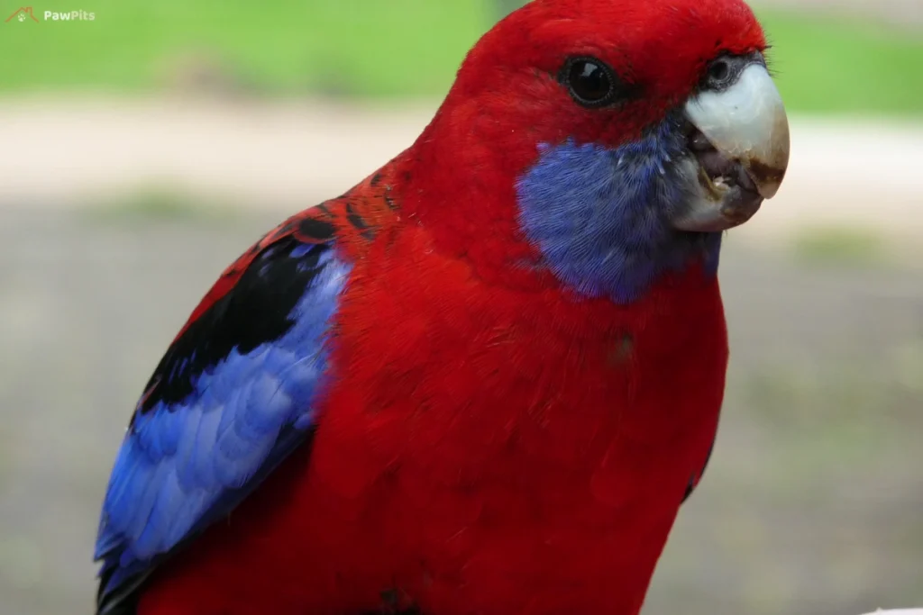 A vibrant purple parrot perched on a branch, showcasing its rare and exotic plumage in a lush tropical setting.