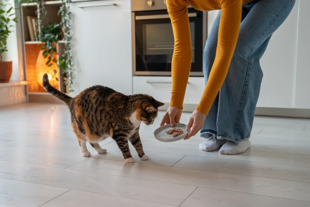 A healthy cat eating a vet-approved, high-protein wet food diet, recommended for managing hyperthyroidism in cats.