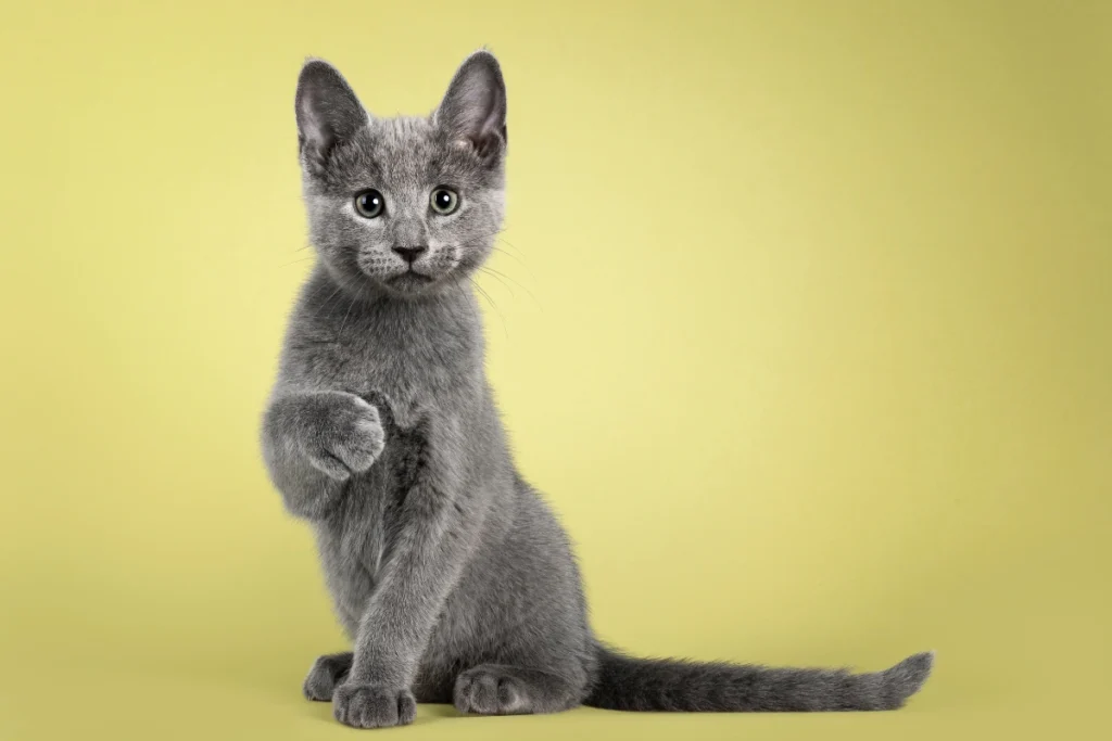 A smiling person holding a Russian Blue cat, showing their strong bond after adoption.