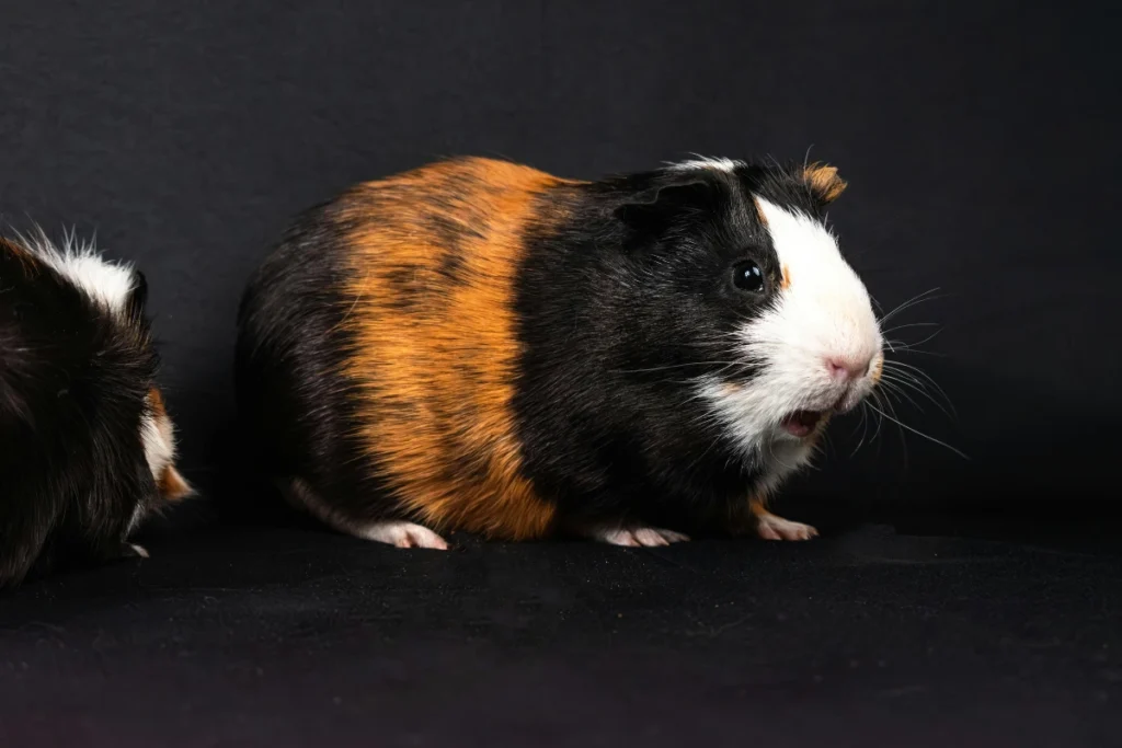 Guinea pigs active at dusk exploring their cage - are guinea pigs nocturnal