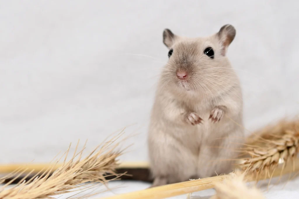 Fat-tailed gerbil exploring a sandy habitat with burrows.