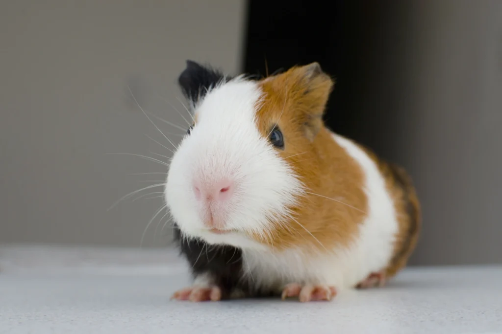 Can guinea pigs eat apples? Small apple slices prepared for a guinea pig’s diet.