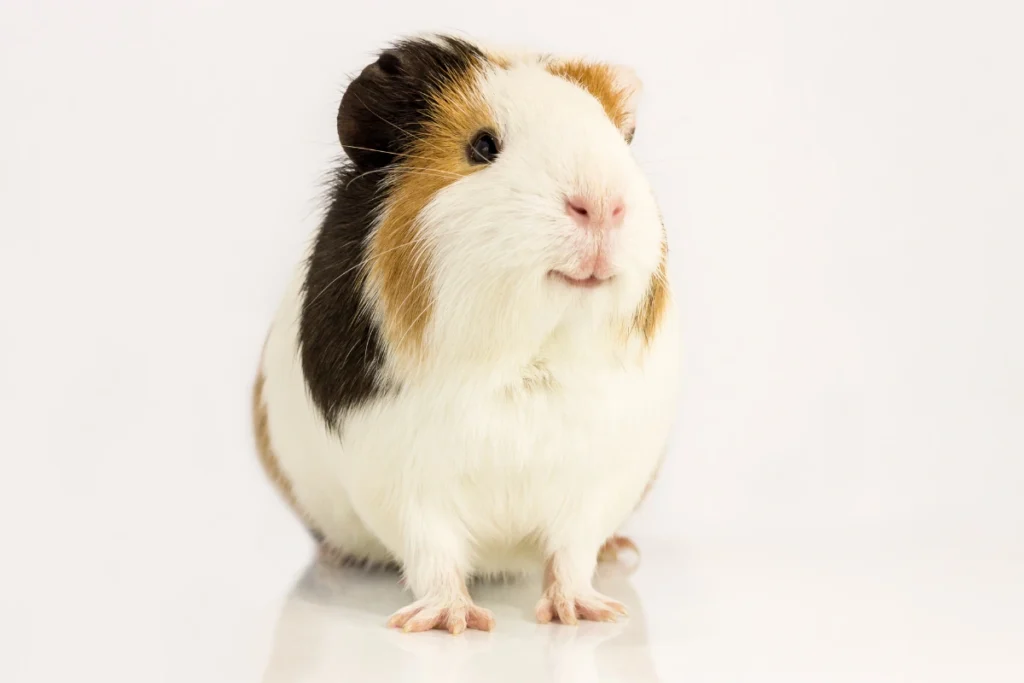 Can guinea pigs eat celery? A small bowl of chopped celery prepared for a guinea pig.