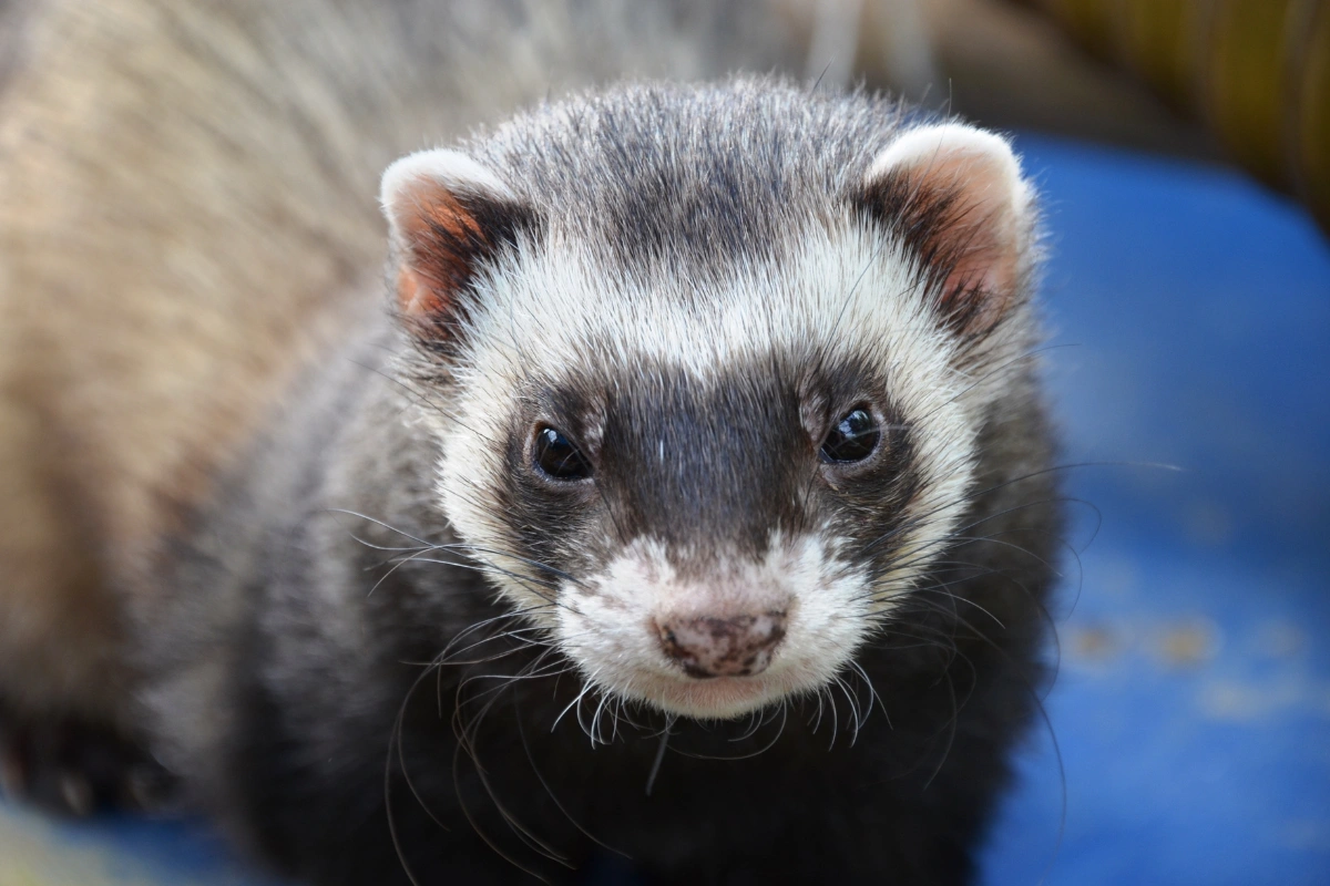 Steiff Ferret – A premium, collectible plush made with the finest materials. Known for its durability and lifelike design, it appeals to collectors who appreciate luxury plush toys. Handmade Ferret on Etsy – Artisans create one-of-a-kind ferret plushies, offering custom designs, different color variations, and special features like poseable limbs. Giant Ferret – Perfect for those who love oversized plush toys, this larger-than-life ferret provides extra comfort and makes a fun decorative piece. A collectible ferret plush adds a special touch to any collection. Whether choosing a handcrafted piece, a luxury brand, or a giant-sized version, these plushies offer a unique way to celebrate a love for ferrets. 5. Ferret Plush: Easy to Care for and Long-Lasting Ferret Plush: Easy to Care for and Long-Lasting A ferret should be as practical as it is adorable. Many high-quality plush toys are made with machine-washable materials or easy-to-clean fabrics, ensuring they stay fresh and soft even after frequent use. Parents and collectors alike appreciate plush toys that resist stains and odors, making maintenance simple. Durable Stitching Ensures They Last for Years Well-made ferret plush toys feature reinforced stitching and high-quality stuffing that help them retain their shape over time. Unlike cheaply made plushies that lose their softness or come apart at the seams, durable options stay intact through years of cuddling and display. Brands known for craftsmanship use premium materials to create plush toys that stand up to everyday use while remaining as cozy as ever. A long-lasting ferret plush becomes a treasured keepsake, whether it's a childhood favorite, a collector’s item, or a comforting companion. With proper care, these plushies can bring joy for years to come. Easy to Care for and Long-Lasting A ferret plush should be as practical as it is adorable. Many plush toys are designed with easy-care materials that resist stains and dirt, making them perfect for everyday use. Some are machine washable, while others only require a quick spot clean to maintain their softness. This makes them great for kids, travelers, or anyone who loves to keep their plush collection fresh and cozy. Durable Stitching Ensures They Last for Years Quality stitching and high-density stuffing ensure that a ferret plush retains its shape even after years of hugs and snuggles. Unlike low-quality stuffed animals that tear or lose fluff over time, well-made plushies stay soft and durable. Whether used as a bedtime companion or a travel buddy, these plush toys hold up through regular handling while remaining just as cuddly as the day they were bought. Recommended Plushies Kawaii Ferret Plush – Designed with an ultra-soft texture and an adorable round shape, this plush is easy to clean and perfect for hugging. Fluffy Ferret Stuffed Animal – Made with high-quality fur-like fabric, this plush stays soft and cuddly while being durable enough for frequent use. Mini Ferret Plush Keychain – A portable and easy-to-clean plush that attaches to bags, keys, or backpacks, making it a fun and practical accessory. A well-made ferret plush brings lasting comfort and joy. With the right care, these plushies remain soft, clean, and huggable for years to come. Conclusion A ferret plush is more than just a stuffed animal. It brings comfort, joy, and a touch of charm to anyone who loves ferrets. Whether chosen for its soft and huggable design, realistic details, or collectible appeal, a plush ferret makes a wonderful addition to any home. These toys are perfect for kids, collectors, and pet lovers who want a cuddly companion without the responsibilities of owning a real ferret. With so many options available, from lifelike designs to oversized plushies, there is a ferret plush for everyone. They make great gifts, provide stress relief, and last for years with proper care. If you are looking for a plush that combines adorable looks, high-quality materials, and lasting durability, now is the perfect time to bring one home. Adorable ferret plush toy with soft fur, perfect for cuddling and stress relief.