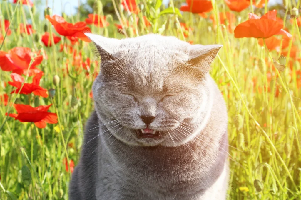 A relaxed cat lying in a sunlit room with a humidifier and fresh plants, surrounded by natural remedies for sneezing and watery eyes.