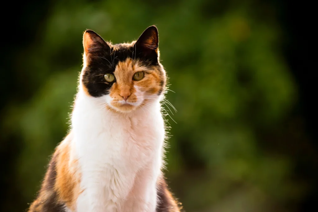 A playful kitten shows the excitement of calico cat adoption, engaging with a toy in a loving home.