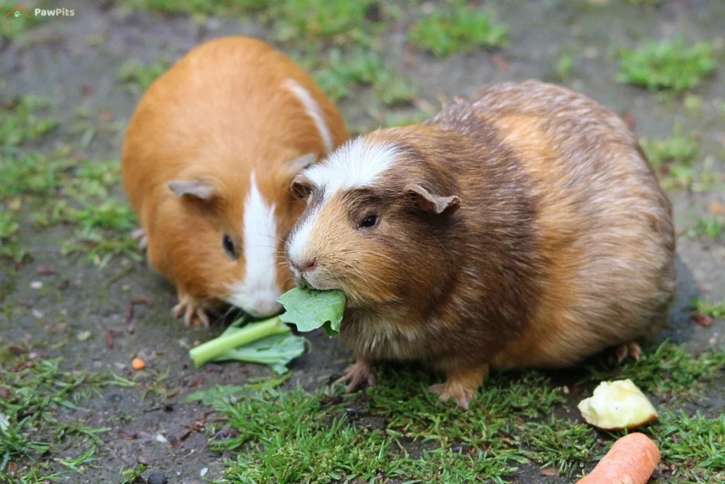 A guinea pig near a small plate of properly portioned cucumber slices, with a crossed-out image of excessive cucumber pieces.