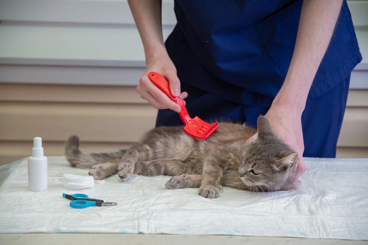 A cat owner gently giving a chewable Simparica Trio for cats tablet to their pet, ensuring proper administration for parasite protection.