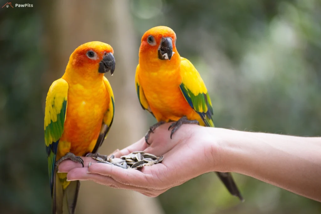 A vibrant green Mexican Parrotlet perched on a branch, showcasing its small size and bright plumage.