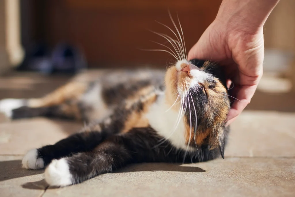 A calico cat with a vibrant tri-color coat, surrounded by glowing DNA strands, representing the genetics behind calico cat breeds.