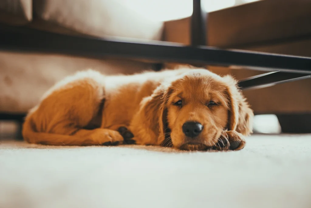 why is my female dog shedding so much? A female Retriever shedding fur indoors, with loose hair visible on the floor and furniture.