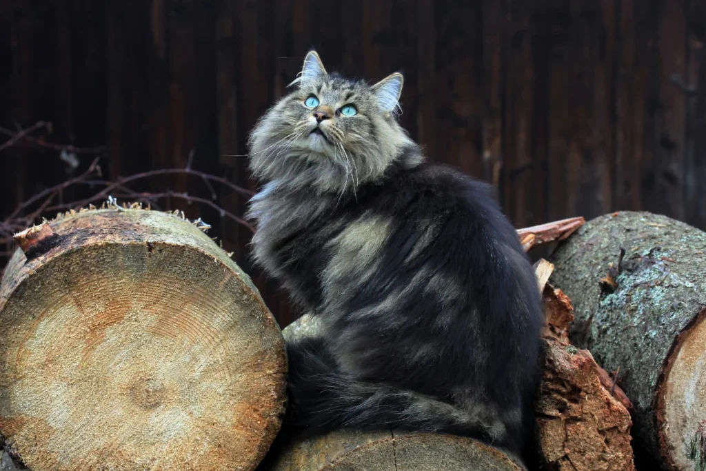 A Norwegian Forest Cat in a cozy breeder’s home, surrounded by kittens, with a "Norwegian Forest Kittens for Sale" sign in the background.