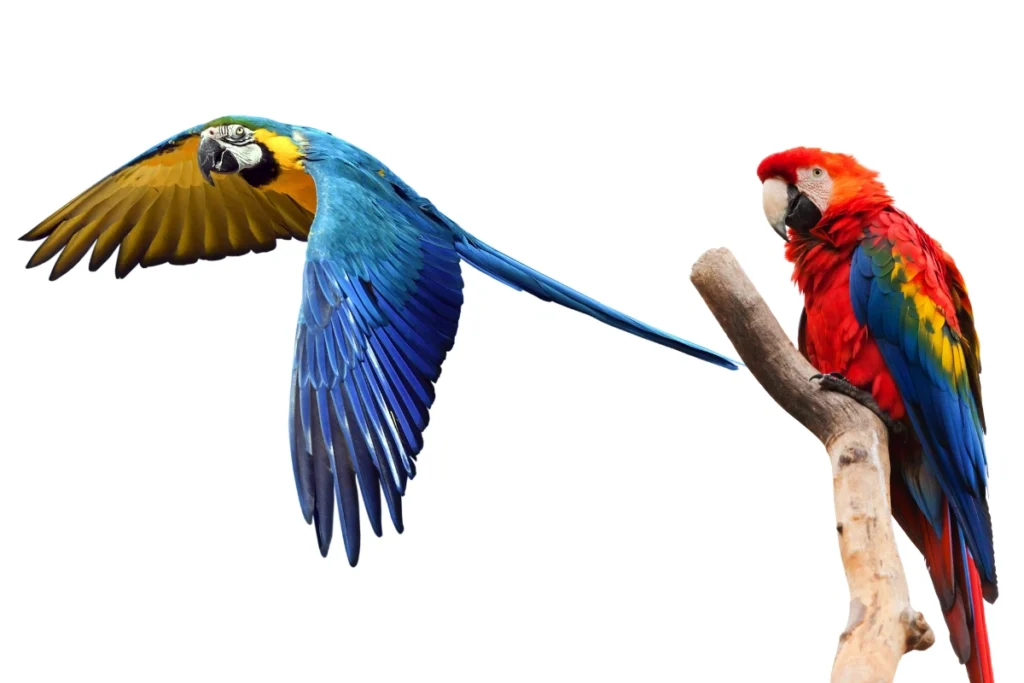 A playful colorful parrot interacting with a hanging toy inside its cage.