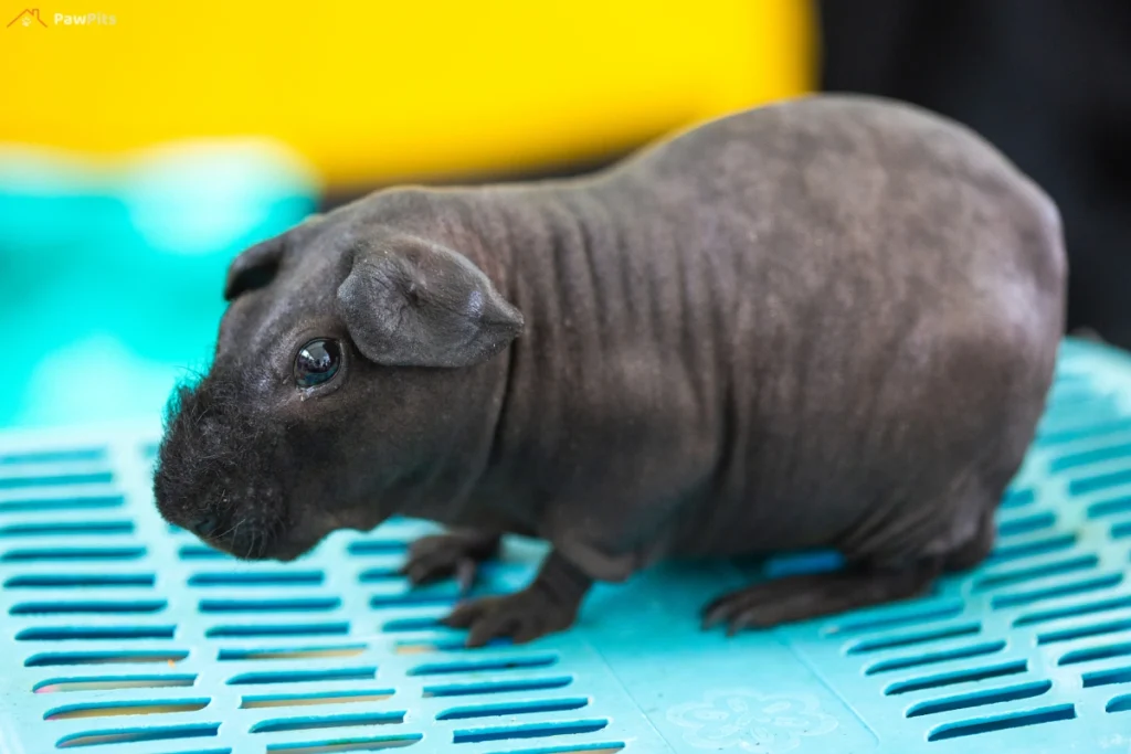 A hairless hamster resting on soft paper bedding inside its cage.