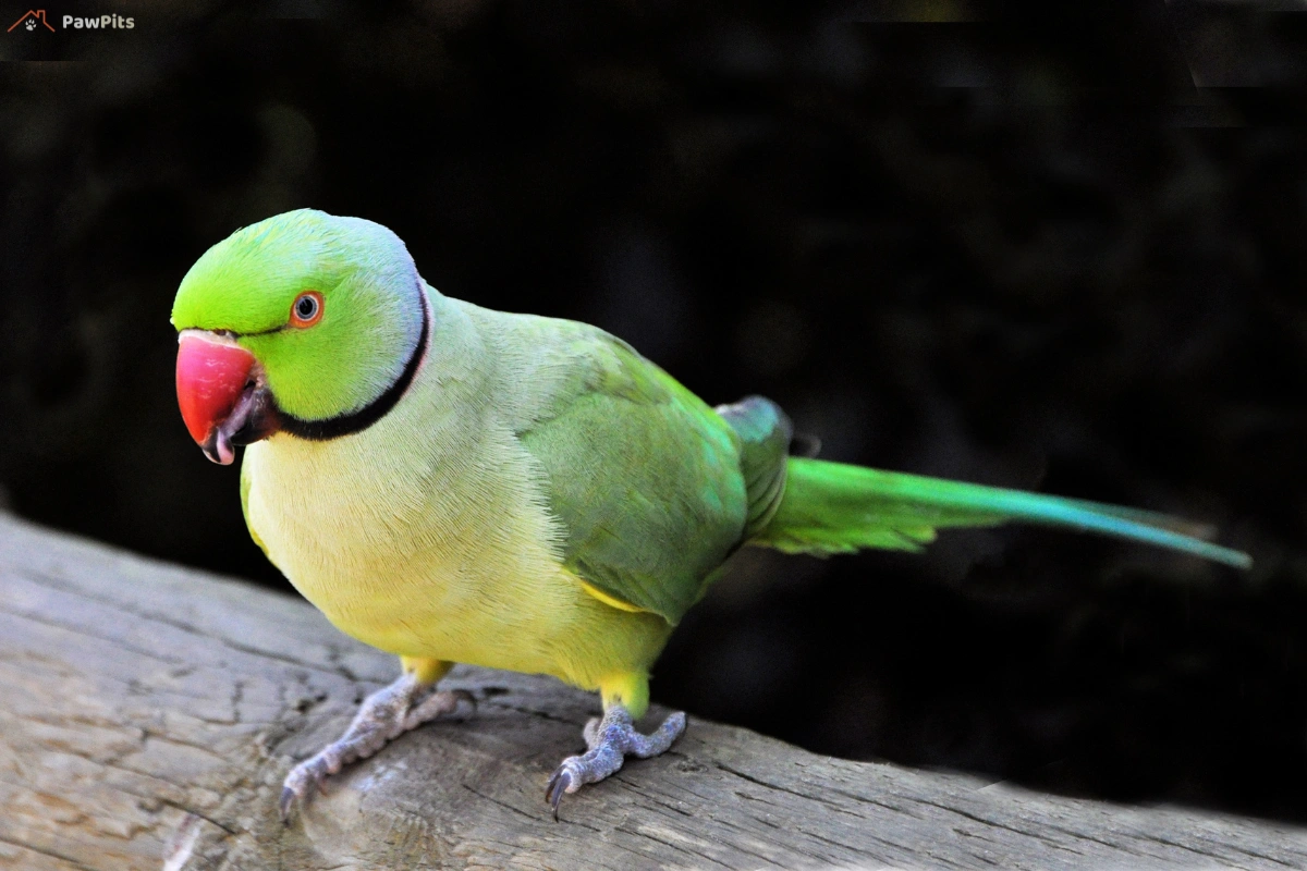 A playful Mexican Parrotlet interacting with a hanging toy in its cage.