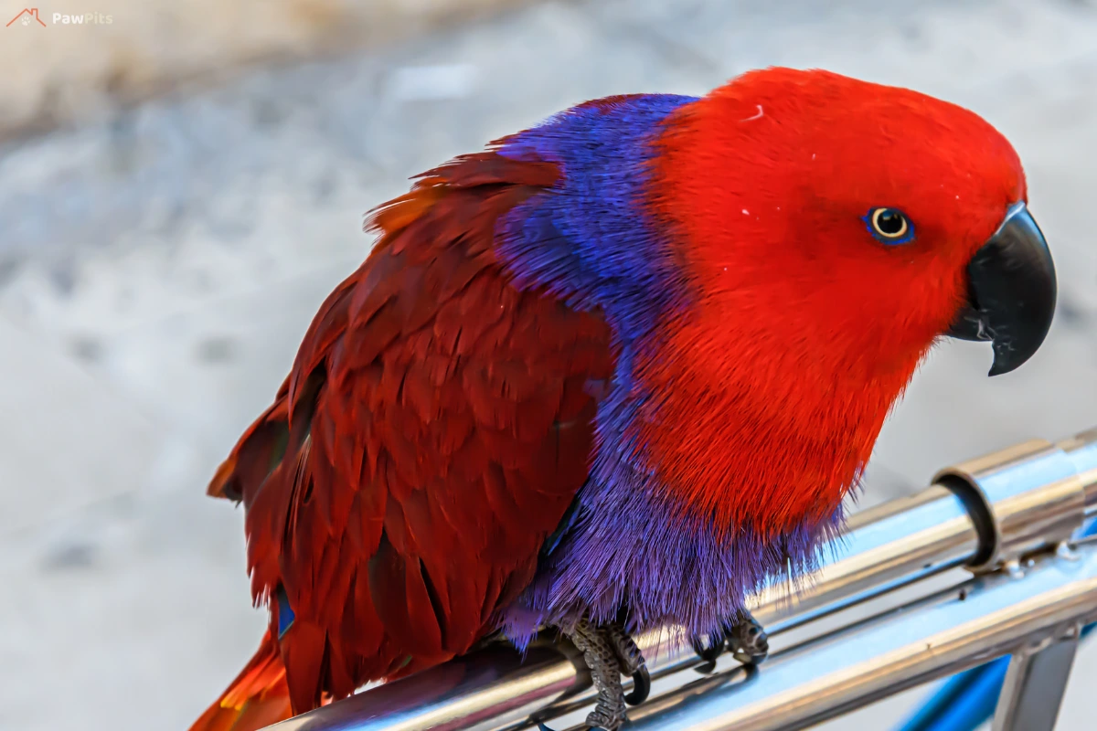 A purple parrot sitting on its owner’s shoulder, enjoying a close bond in a cozy home environment.