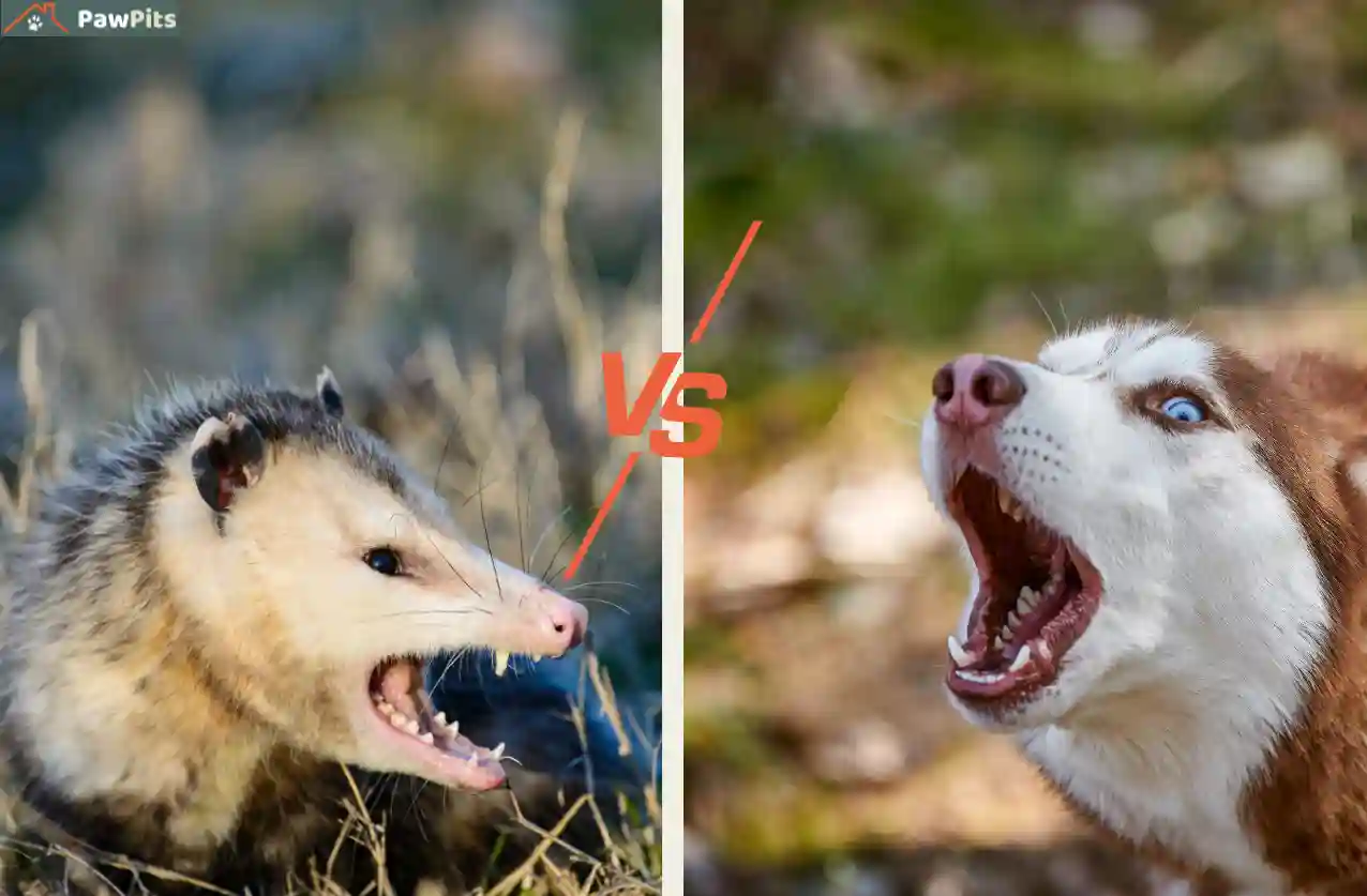 Are possums dangerous to dogs in a backyard standoff between dog and possum