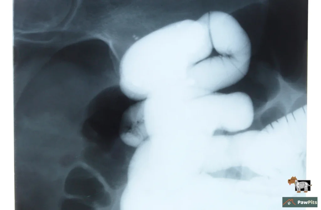 Diagnosis & Treatment Options — great for showing what vets see on X-ray when diagnosing a blockage.