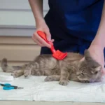 A split-screen comparison of Simparica Trio for cats and Revolution Plus, showing parasite protection icons and a cat owner deciding between the two with a veterinarian’s guidance.