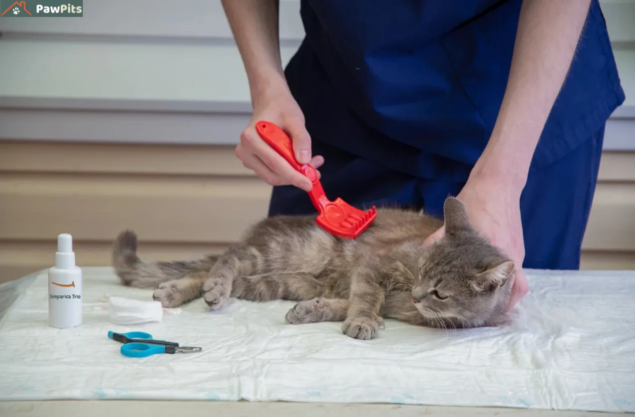 A split-screen comparison of Simparica Trio for cats and Revolution Plus, showing parasite protection icons and a cat owner deciding between the two with a veterinarian’s guidance.