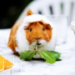 Can guinea pigs eat oranges? A guinea pig nibbling on a small piece of fresh orange.