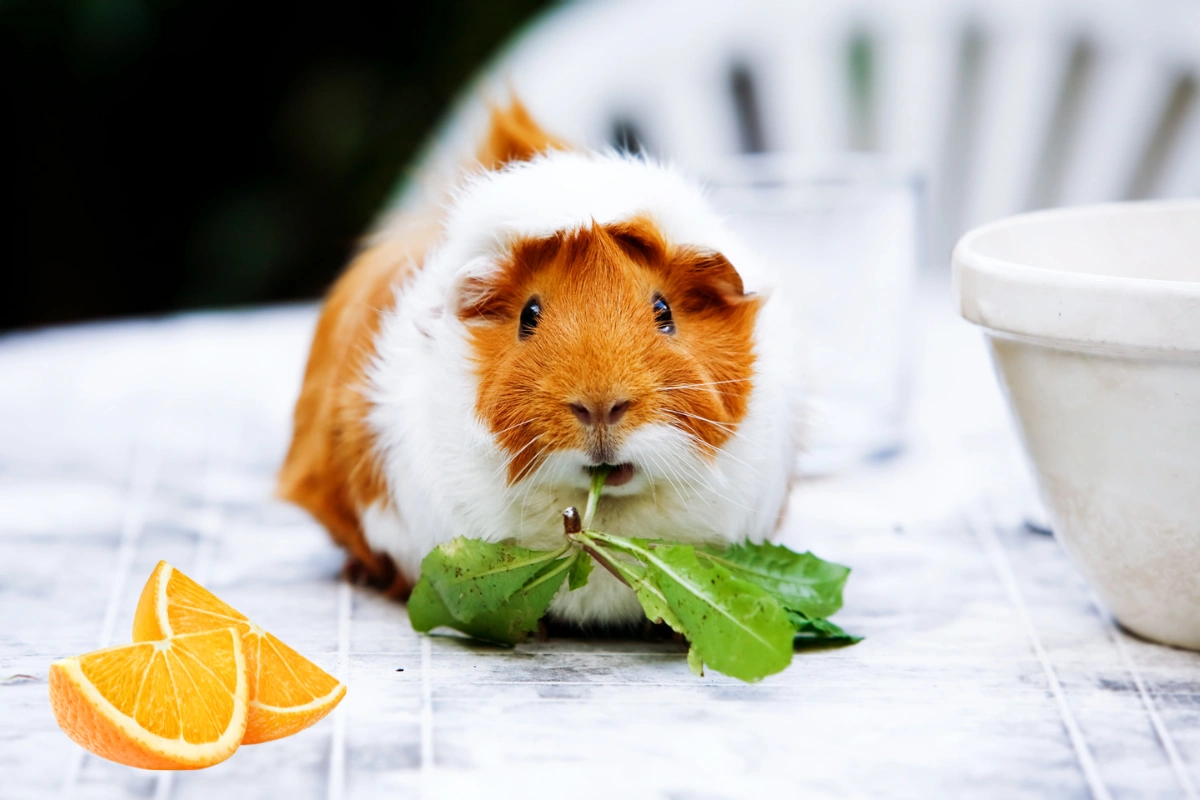 Can guinea pigs eat oranges? A guinea pig nibbling on a small piece of fresh orange.