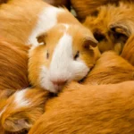 Do guinea pigs hibernate? No, they stay active year-round and need warmth to stay healthy.