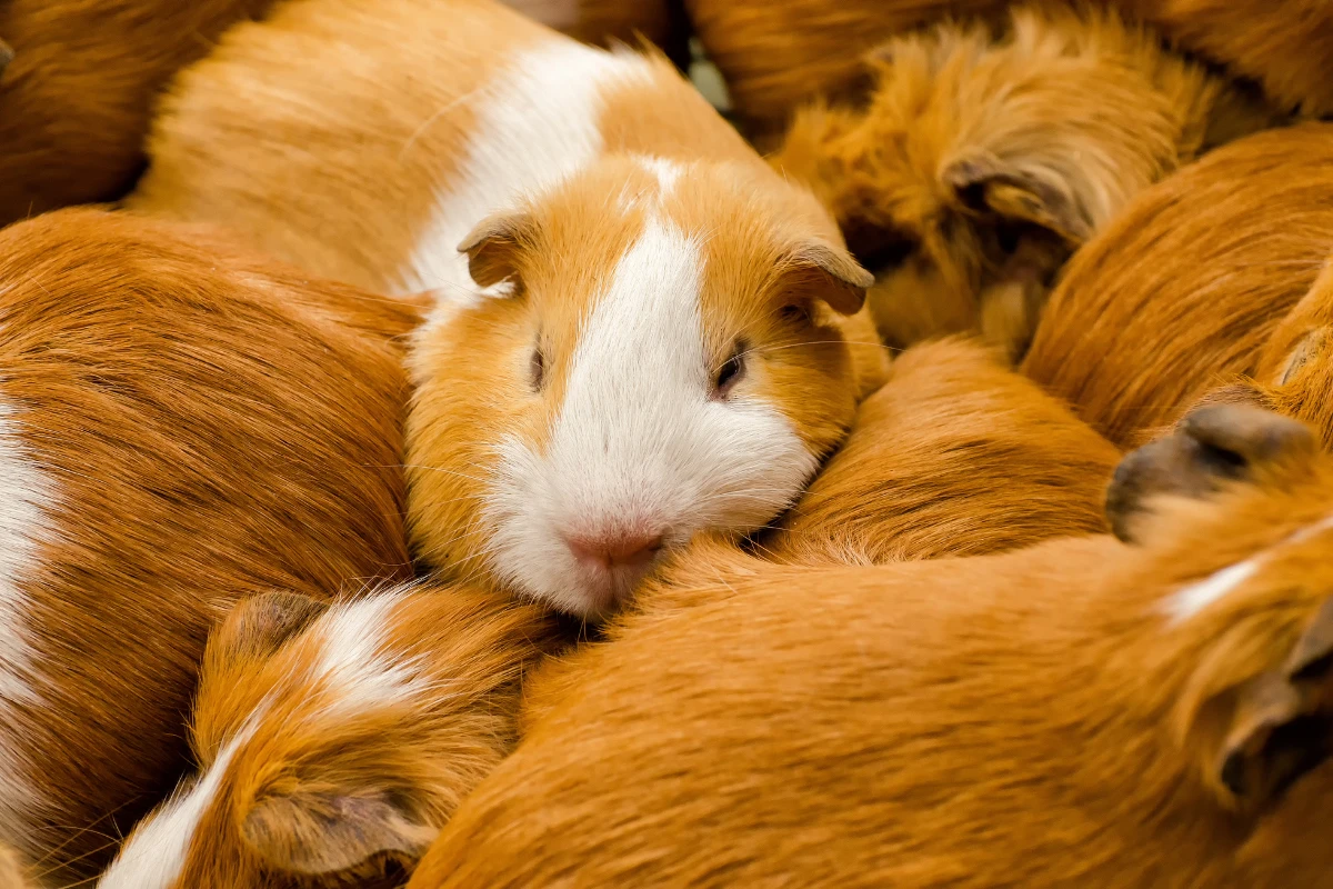 Do guinea pigs hibernate? No, they stay active year-round and need warmth to stay healthy.