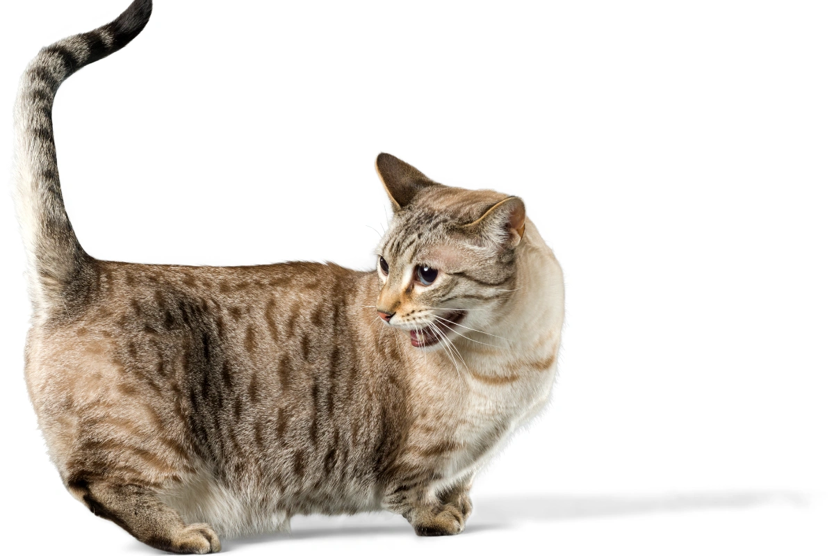 A veterinarian examining a happy Munchkin cat on a table, highlighting factors that influence the Munchkin cat lifespan.