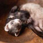 Close-up of a hairless ferret with wrinkled pinkish skin and bright eyes.