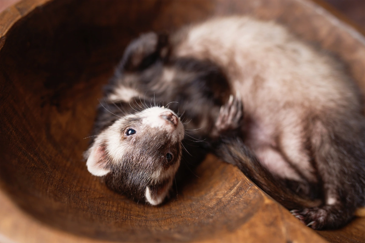 Close-up of a hairless ferret with wrinkled pinkish skin and bright eyes.