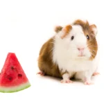 Can guinea pigs eat watermelon? A cute guinea pig nibbling on a fresh slice of watermelon.