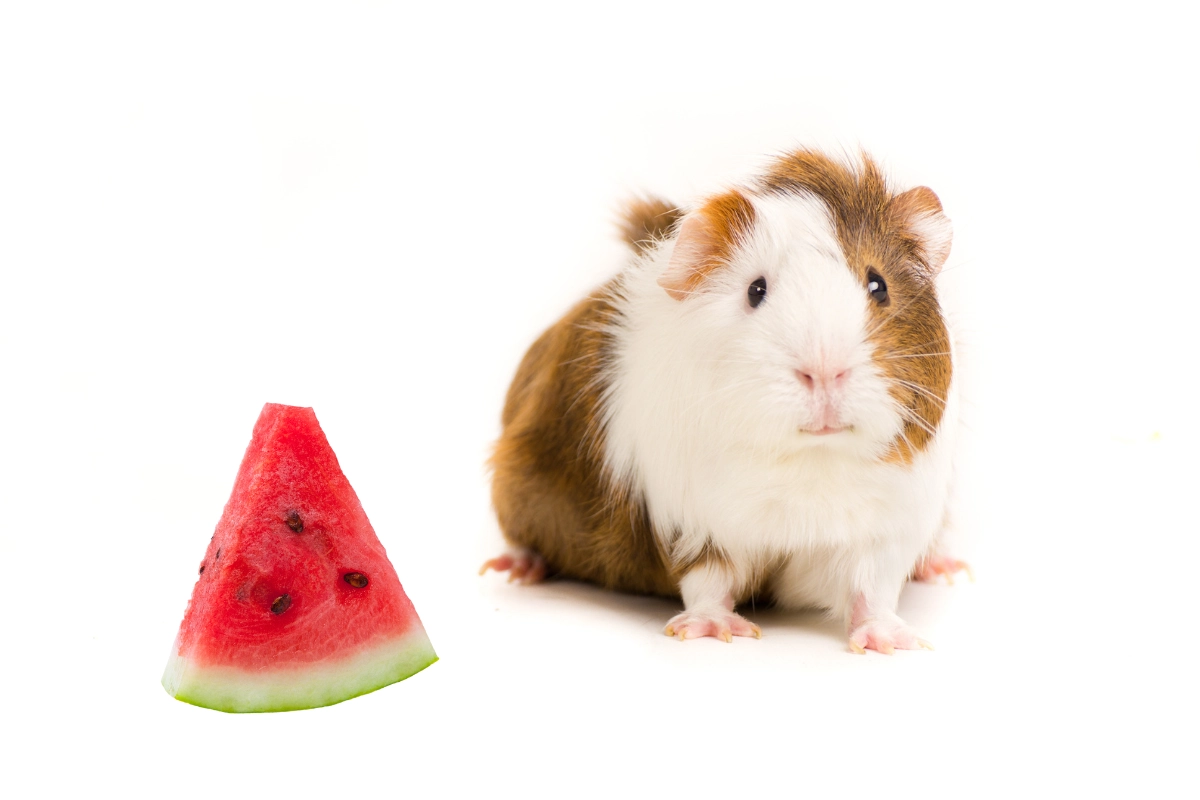 Can guinea pigs eat watermelon? A cute guinea pig nibbling on a fresh slice of watermelon.