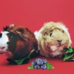 Can guinea pigs eat blueberries? A guinea pig nibbling on fresh blueberries as part of a balanced diet.