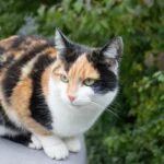 A relaxed calico cat lounging on a cozy bed, showcasing how indoor living improves calico cat life expectancy.