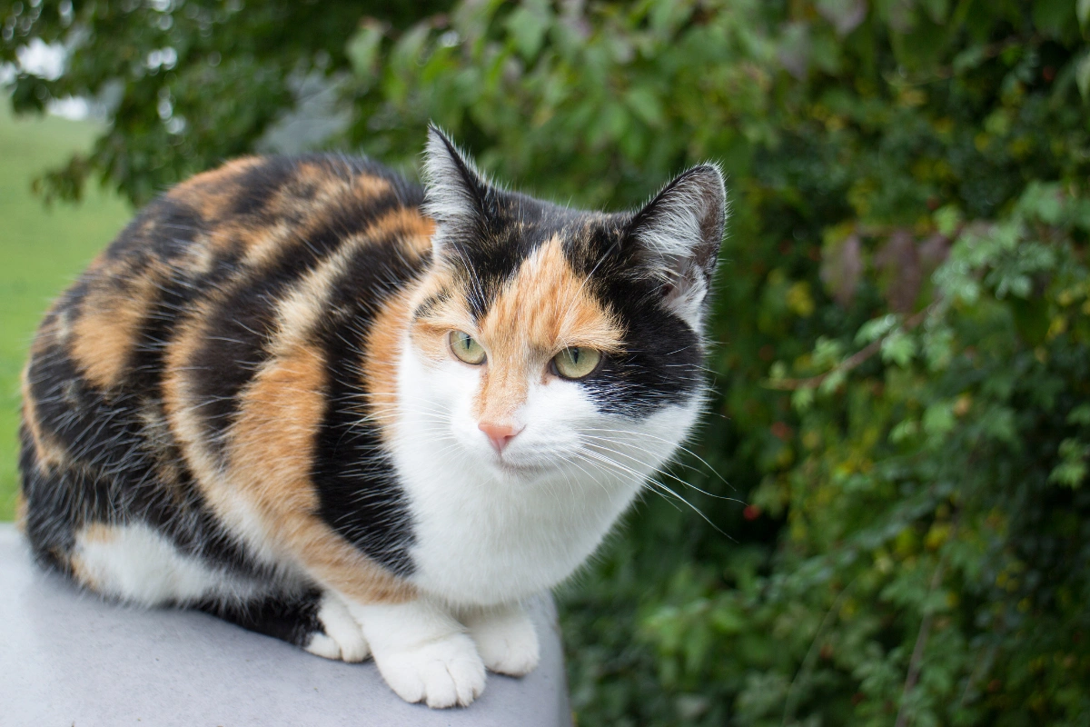 A relaxed calico cat lounging on a cozy bed, showcasing how indoor living improves calico cat life expectancy.