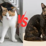 Tortie cat vs calico – a side-by-side comparison of a tortoiseshell and a calico cat, highlighting their distinct fur colors and patterns.